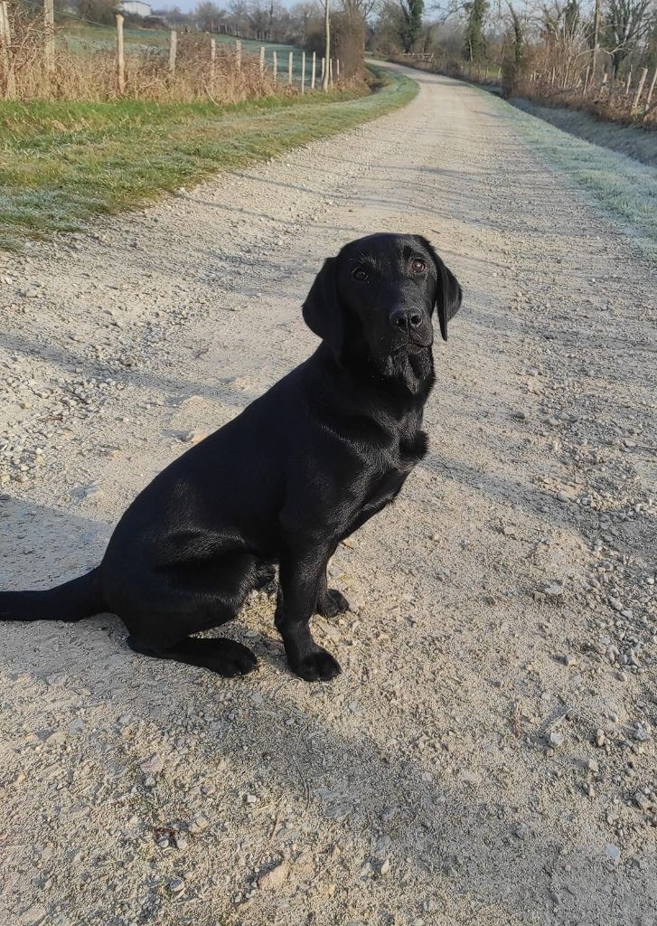 Publication : Ki Kalonek 