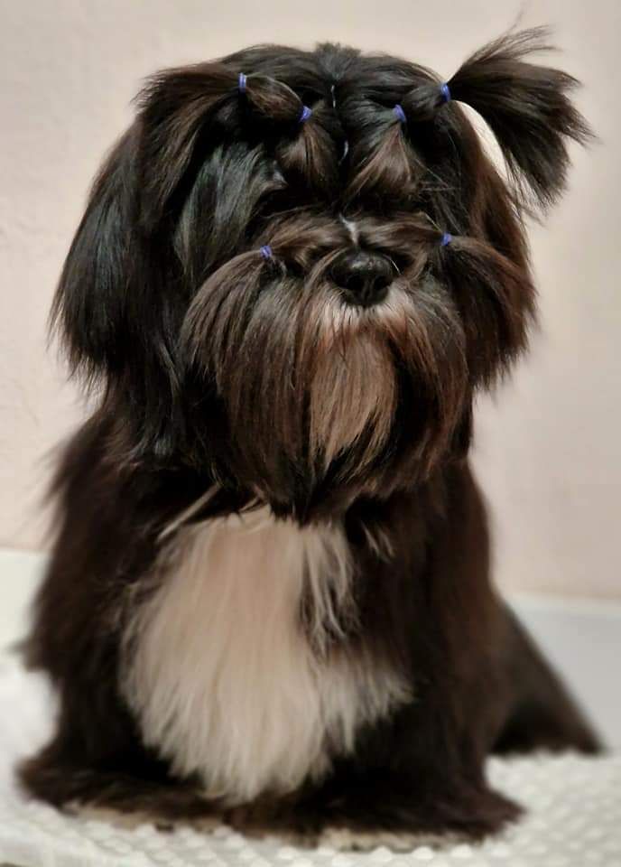 Publication : Dreamed A Dream 