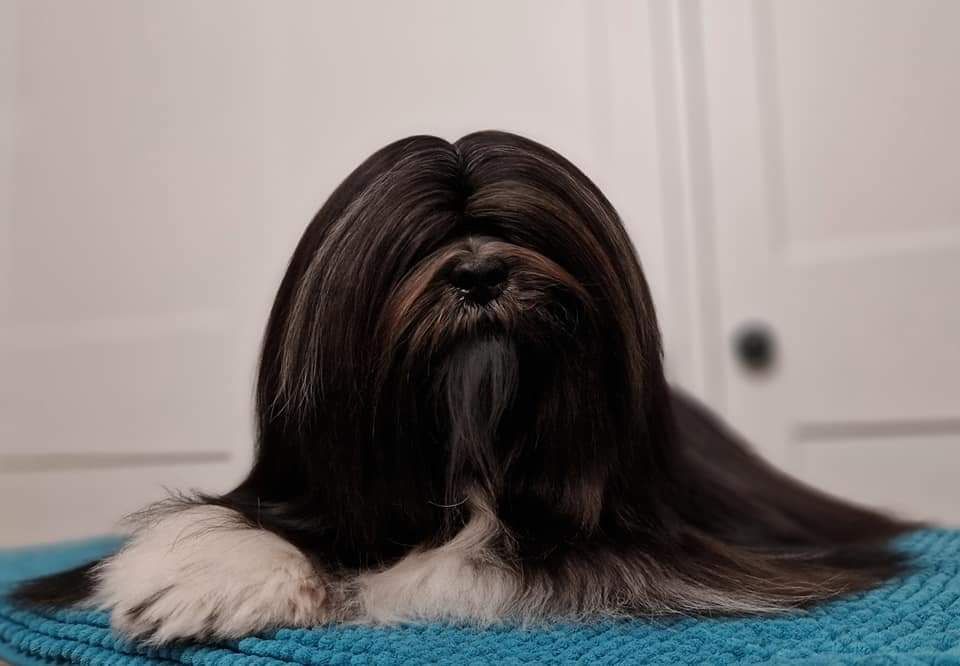 Publication : Dreamed A Dream 