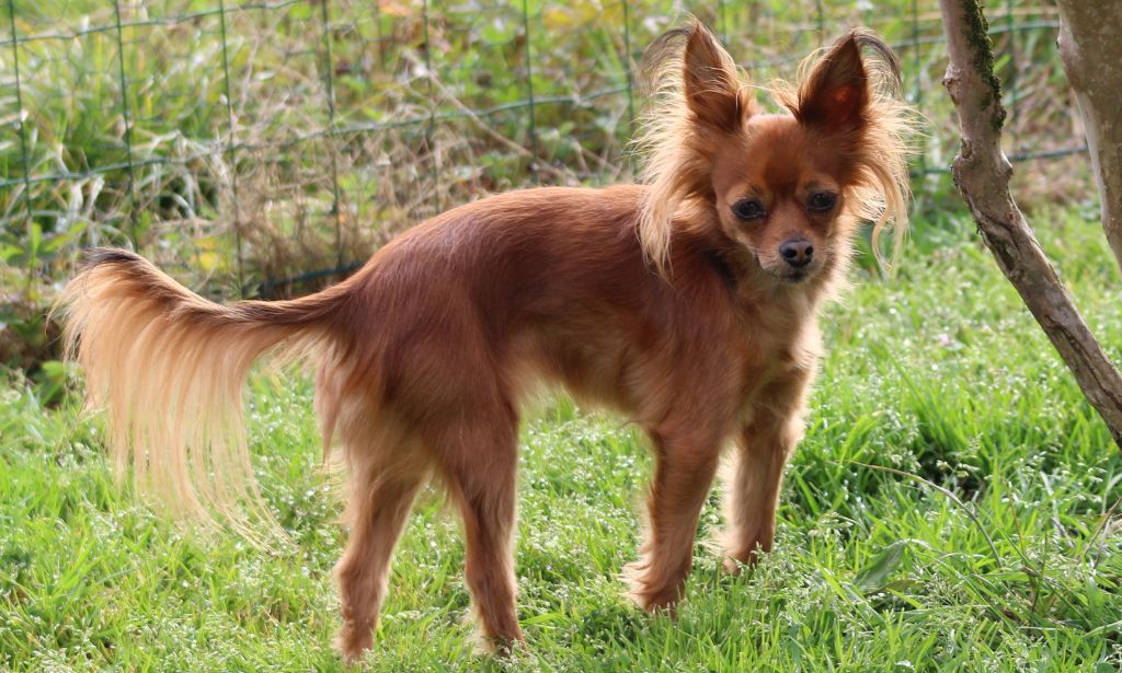 Publication : Du Domaine De Hunaudaye Auteur : Ledewyn Liliane