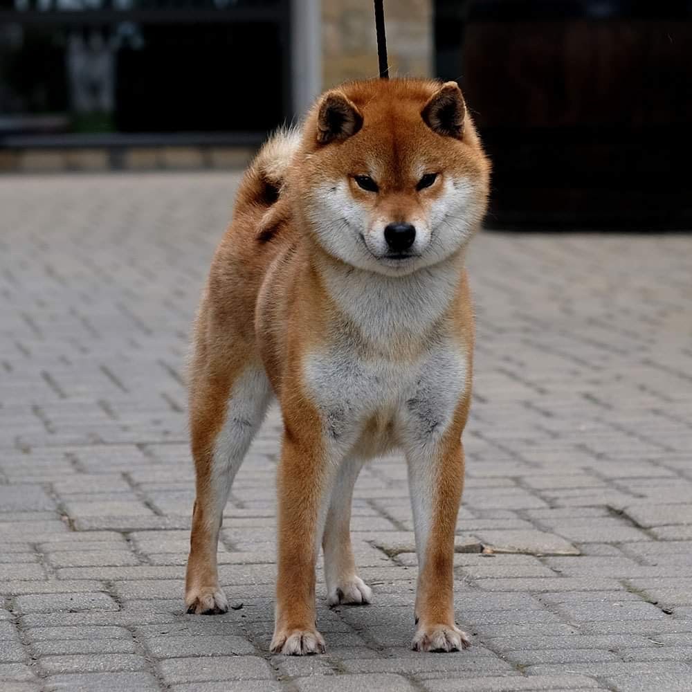 inishie no Toushin go bangaichisou