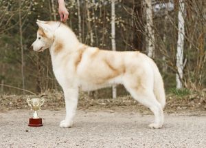 CH. fusion of joy Dion