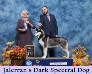CH. jalerran's Dark spectral dog