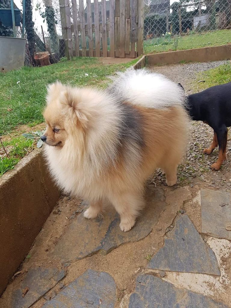 Neiko du Panache D'Or