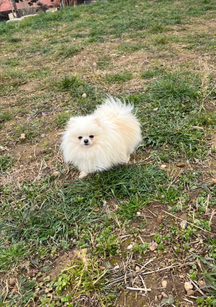 Publication : du royaume des petits Anges