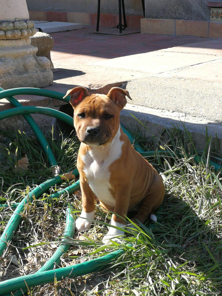 Publication : Du Soleil De La Ribera Auteur : lambiotte serge