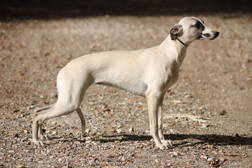 Publication : Des Filles D'eole Auteur : des Alizés de Maëlynn