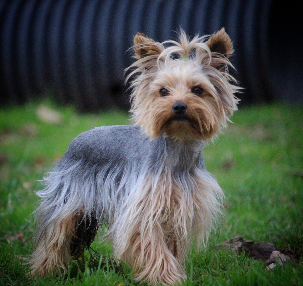 Publication : De Nos Amis Canins