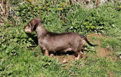 Étalon Teckel poil dur - Roxy Du Domaine Des Vaucelles