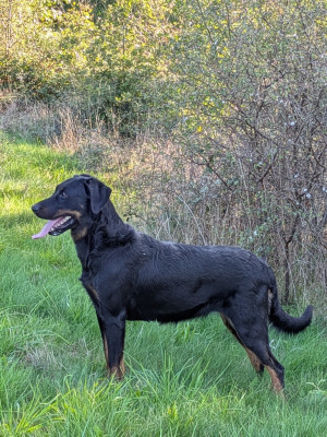 Étalon Berger de Beauce - Trésor Des Bergers Du Mont Hardy