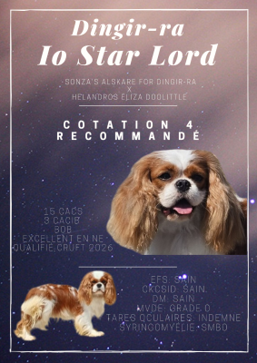 Étalon Cavalier King Charles Spaniel - Io star lord (Sans Affixe)