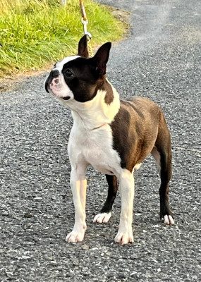 Étalon Boston Terrier - Jch tit chou One Way Ticket