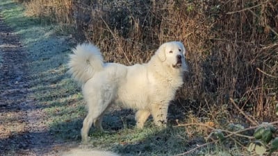 Étalon Berger de Podhale - Tatra - Ichi masaru taezhnoe divo