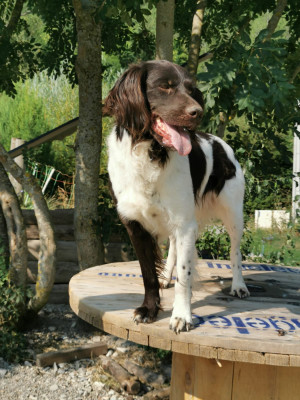 Étalon Petit Epagneul de Münster - Saho de la Couvélie