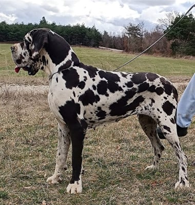 Tetarragua de l'Outsaïna