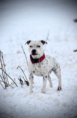 Étalon Staffordshire Bull Terrier - Lalie's Niños Trick-R Treat