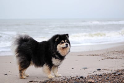 Étalon Chien finnois de Laponie - Tellement joyeuse Du Bonheur Arc-en-ciel