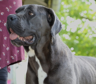 Étalon Cane Corso - Rubis Du Domaine Des Vents Landais