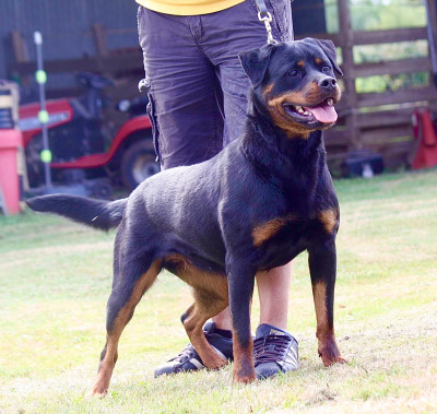 Étalon Rottweiler - Swarovski dite Rosa des fils de Nwenco