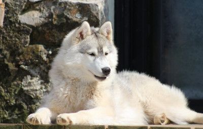 Étalon Siberian Husky - The ultimate control of The Land Of Wolves