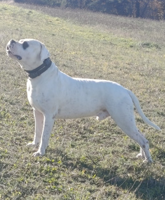 Étalon Dogo Argentino - Heros zlota troja