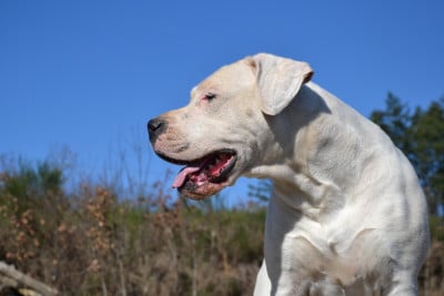 Étalon Dogo Argentino - Torrida del angel de los volcanos