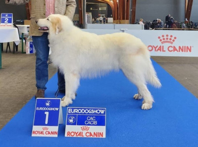 Étalon Chien de Montagne des Pyrenees - Royaume falkor Du neouvielle