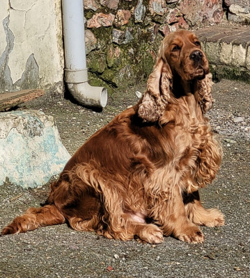 Étalon Cocker Spaniel Anglais - Shiva Du Domaine D'Anteros