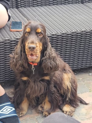 Étalon Cocker Spaniel Anglais - Soma asuna Du Domaine D'Anteros