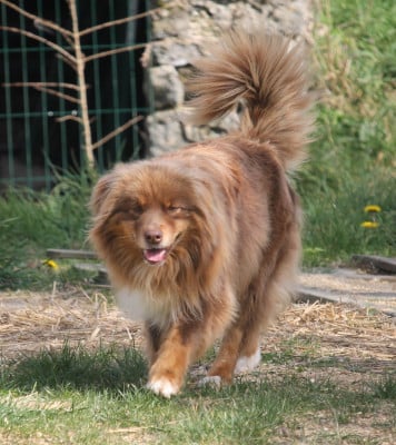 Étalon Berger Australien - Remember pawnee of Cree's River