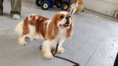 Étalon Cavalier King Charles Spaniel - Io star lord (Sans Affixe)