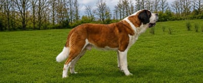 Étalon Chien du Saint-Bernard - CH. Theo Du chateau robert
