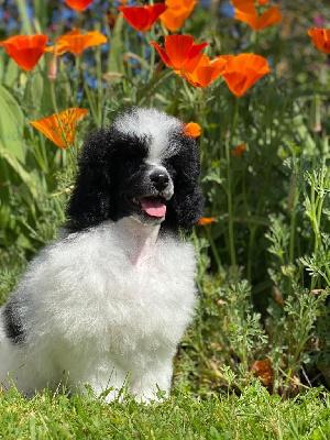 Étalon Chien Particolore à poil frisé - CH. Simba Du pré moussey