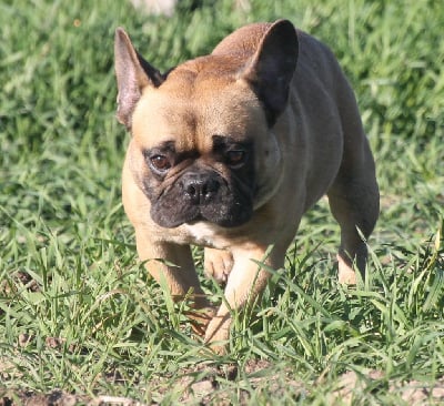 Étalon Bouledogue français - Ikar house of pups