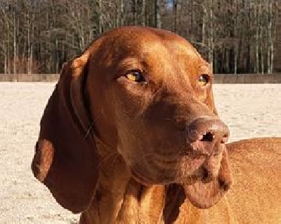 Étalon Braque hongrois à poil court (Vizsla) - River Des Terres De L'Arche