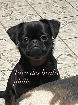 Étalon Petit Brabançon - CH. Tara Des Brabs De Philie