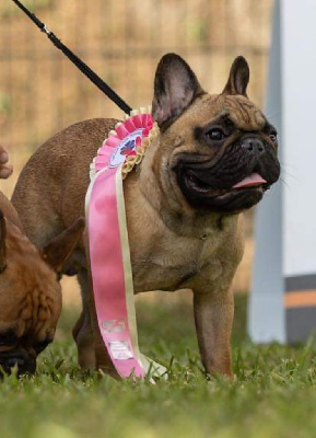 Étalon Bouledogue français - Sylvester stallone Du Clandisa De La Gironde