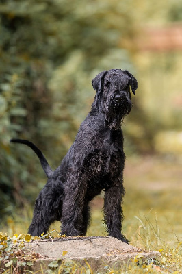 Étalon Schnauzer Geant - Al pacino vom mersheimer bach