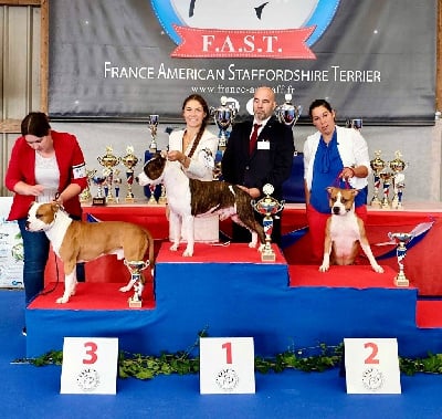 Étalon American Staffordshire Terrier - CH. See heaven Of The New Age Ast