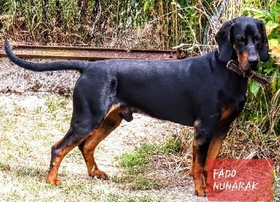 Étalon Chien Courant Polonais - CH. Fado nunarak