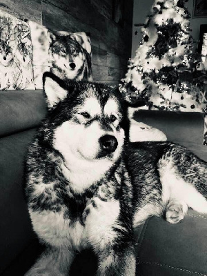 Étalon Alaskan Malamute - Just five minutes midnight sunrise