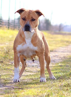 Étalon American Staffordshire Terrier - Me & you pretty girly Of The Fara Family