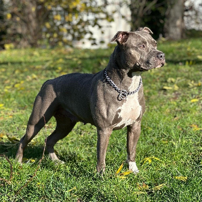 Étalon American Staffordshire Terrier - Syara blue dog line family Du Domaine De La Meute Bleu