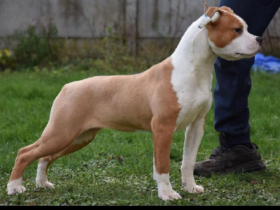 Étalon American Staffordshire Terrier - Sahel Of Iss Arena