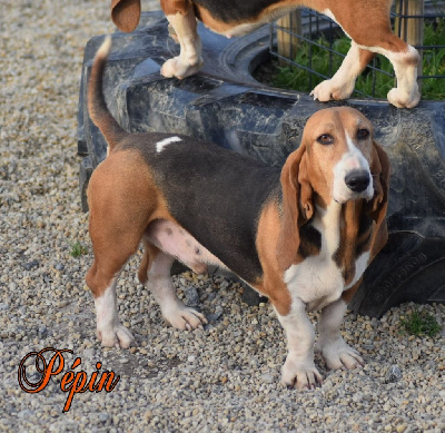 Étalon Basset Artesien Normand - Pepin Du Domaine De Lu Ti