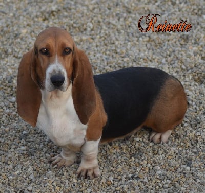 Étalon Basset Artesien Normand - Reinette Du Mont Margantin