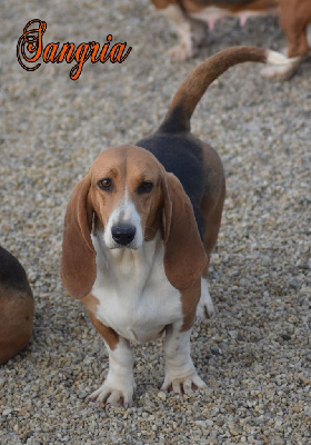 Étalon Basset Artesien Normand - Sangria Du Domaine De Lu Ti