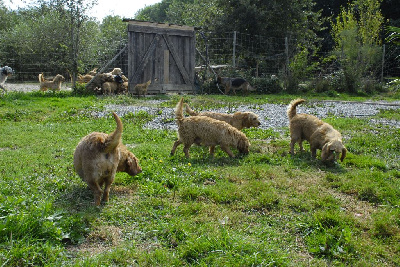 Étalon Basset fauve de Bretagne - Lara De La Forêt Des Sources