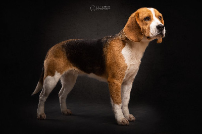 Étalon Beagle - Rubis domaine des pattes dorées