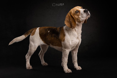 Étalon Beagle - Romie Du Domaine Des Beagles
